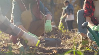 Close up of males and females planting tree as seedling in garden and cooperating for safe nature. Outdoor. Eco activists plant tree and watering it. Men and women in agriculture.