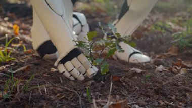 Close up of robot android planting tree seedling in ground in forest. Futuritic anti deforestation concept. Technology and environment concept. Humanoid in wood. Saving planet with technology.