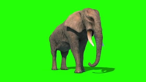 Elefante Ataca Presas Curtas Frente Verde Tela Renderização Animação — Vídeo de Stock