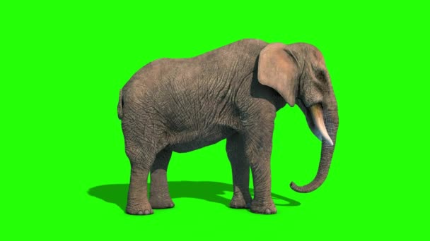 Elefantti Hyökkäykset Lyhyt Syöksyhampaat Puolella Vihreä Näyttö Tekee Animaatio — kuvapankkivideo