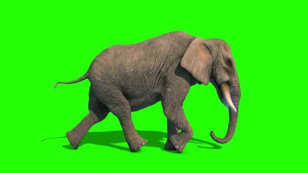 Elefante Runcycle Short Tusks Loop Side Tela Verde Renderização Animação — Vídeo de Stock