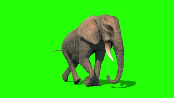 Elefant Runcycle Short Tusks Loop Front Grønn Screen Rendering Animation – stockvideo
