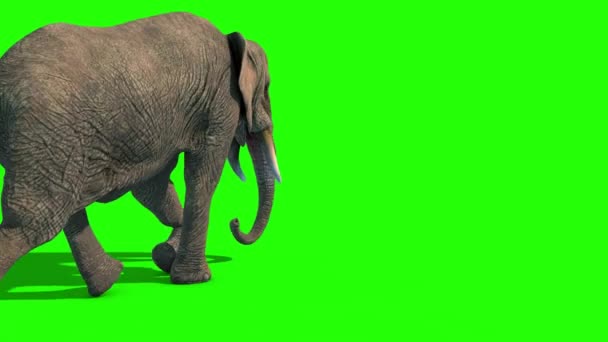 Elefant Kjører Korte Toskaner Tilbake Grønn Skjerm Gjengivende Animasjon – stockvideo