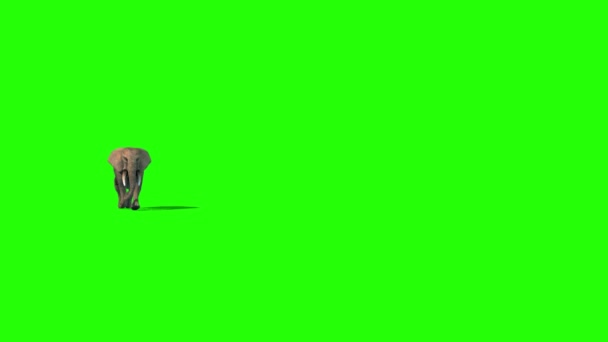 Elephant Runs Short Tusks Przód Zielony Ekran Rendering Animation — Wideo stockowe