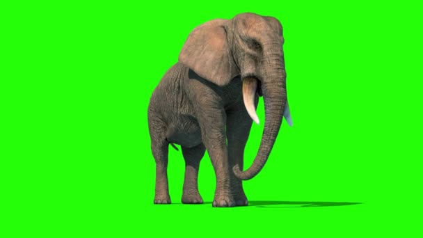 Elefante Ocioso Curto Presas Frente Verde Tela Renderização Animação — Vídeo de Stock