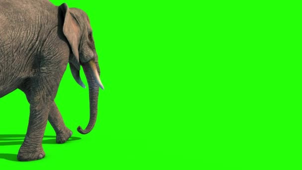 Elefant Walks Short Tusks Tilbake Grønn Skjerm Gjengivende Animasjon – stockvideo