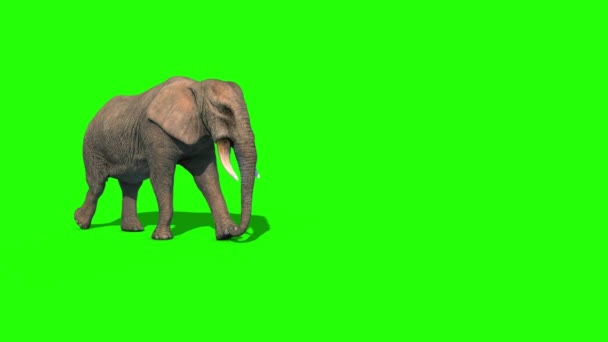 Elefant Walks Short Tusks Side Grønn Screen Gjengivende Animasjon – stockvideo