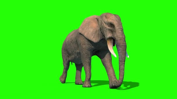 大象步行街短Tusks回圈前绿色屏幕3D渲染动画4K — 图库视频影像