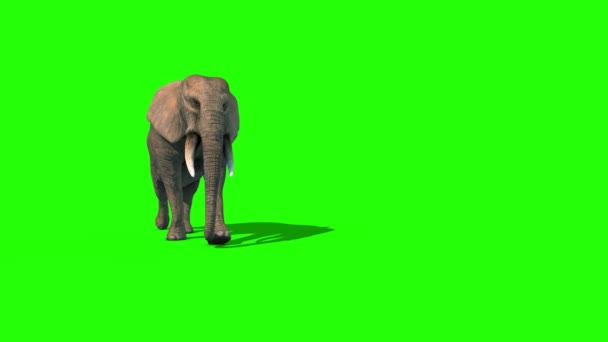 Elefantti Kävelee Lyhyet Syöksyhampaat Edessä Vihreä Näyttö Tekee Animaatio — kuvapankkivideo
