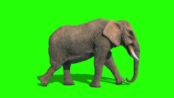 Elephant Walkcycle Short Tusks Loop Side Green Screen Αποτύπωση Κινούμενα — Αρχείο Βίντεο