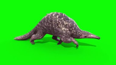 Pangolin Döngüsü Yeşil Ekran Döngüsü 3B Canlandırma 4K