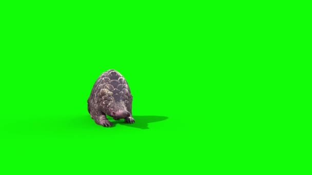 Pangolin Επιτίθεται Πράσινο Οθόνη Μπροστά Αποτύπωση Animation — Αρχείο Βίντεο