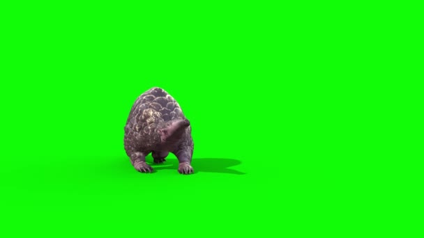 Pangolin Atakuje Green Screen Front Loop Animacja Renderowania — Wideo stockowe