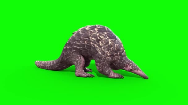 Pangolin吃绿色屏幕3D渲染动画4K — 图库视频影像