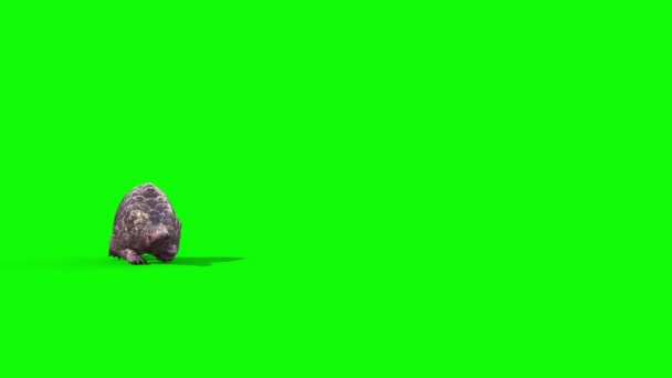 Schuppentier Läuft Green Screen Front Rendering Animation — Stockvideo