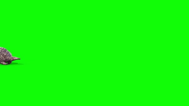 Pangolin Ejecuta Animación Renderizado Lateral Pantalla Verde — Vídeo de stock