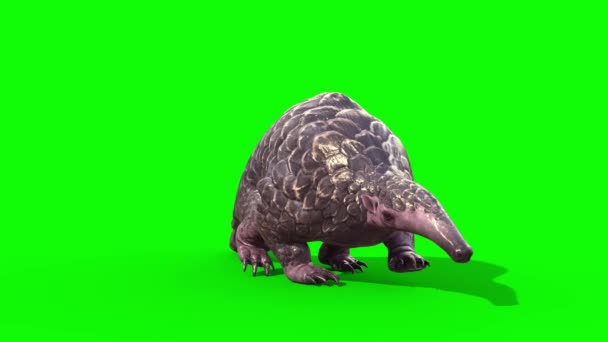Pangolin Cammina Davanti Schermo Verde Rendering Animazione — Video Stock