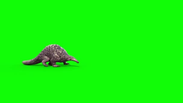 パンゴリンウォークグリーンスクリーンサイド3Dレンダリングアニメーション4K — ストック動画