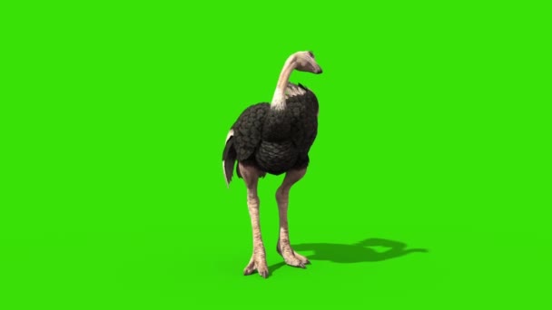 Avestruz Morre Tela Verde Frente Renderização Animação — Vídeo de Stock