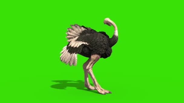 Ostrich Die Green Screen Side Rendering Animation — Stock Video