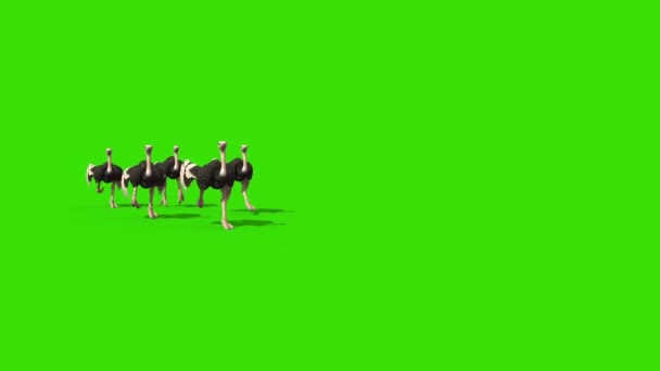Gruppe Von Straußen Läuft Green Screen Rendering Animation — Stockvideo