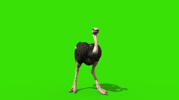 Struisvogelaanvallen Groene Scherm Loop Front Rendering Animatie — Stockvideo