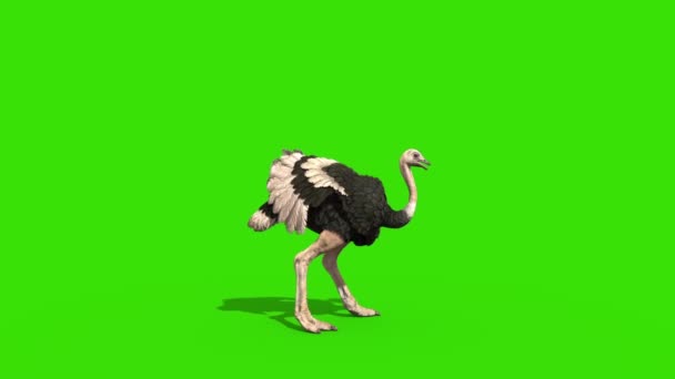 Struisvogelaanvallen Groene Scherm Loop Side Rendering Animatie — Stockvideo