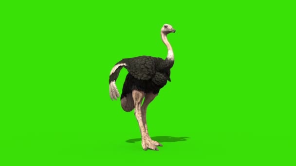 Struisvogel Idle Groene Scherm Loop Rendering Animatie — Stockvideo