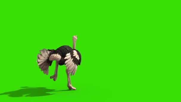 Ostrich Kjører Grønn Skjerm Tilbake Gjengivende Animasjon – stockvideo