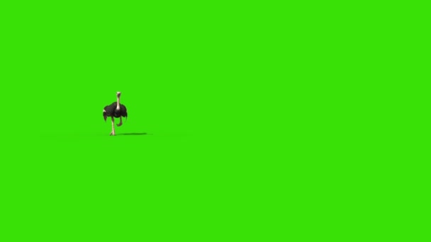Avestruz Corre Tela Verde Frente Rendering Animação — Vídeo de Stock