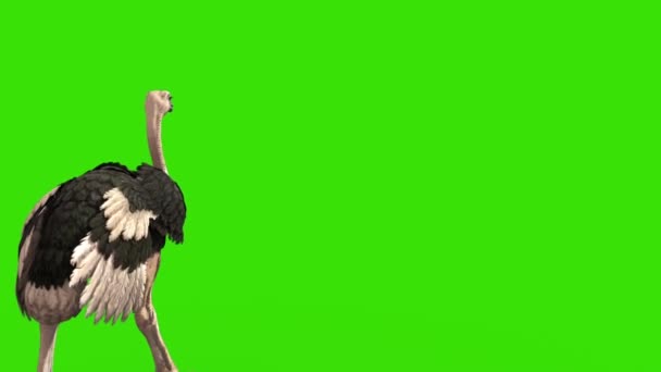 Avestruz Camina Pantalla Verde Atrás Representación Animación — Vídeos de Stock