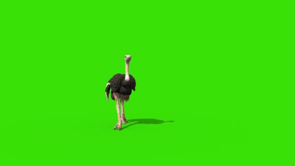 Avestruz Caminha Tela Verde Frente Rendering Animação — Vídeo de Stock