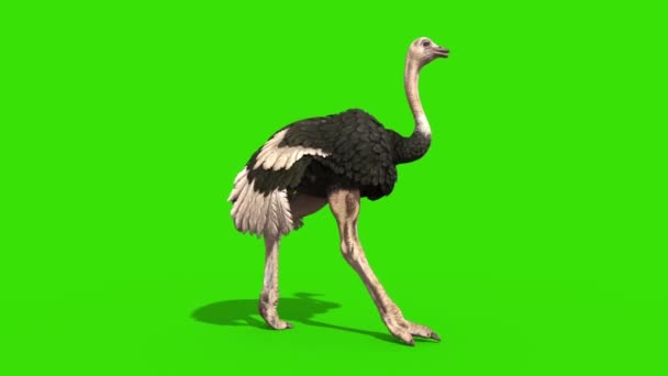 Ostrich Walkcycle Green Screen Loop Rendering Animation — Stok Video