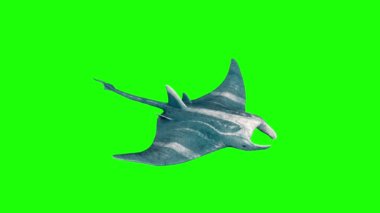 Manta Ray Yüzme ve Ölüm Yeşil Ekran 3B Canlandırma 4K