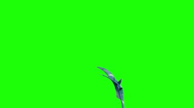 Manta Ray Yüzerek Yeşil Ekran 3B Canlandırma 4K