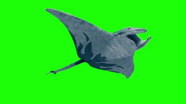 Manta Ray Yüzme Döngüsü Yeşil Ekran Aşağı 3D Canlandırma 4K