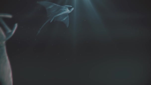 Группа Manta Ray Fast Swim Rendering Animation — стоковое видео
