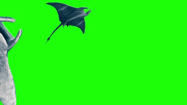 Group Manta Ray Swim Back Green Screen Rendering Animation — Stock Video