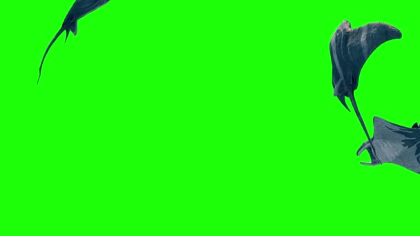 Group Manta Ray Fast Swim Green Screen Rendering Animation — Stock Video