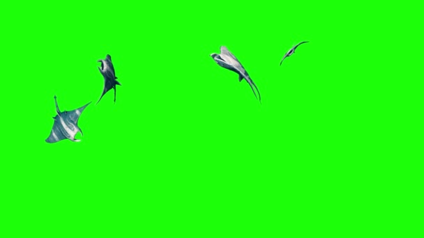 Gruppe Von Manta Ray Swim Green Screen Rendering Animation lizenzfreies Stockvideo