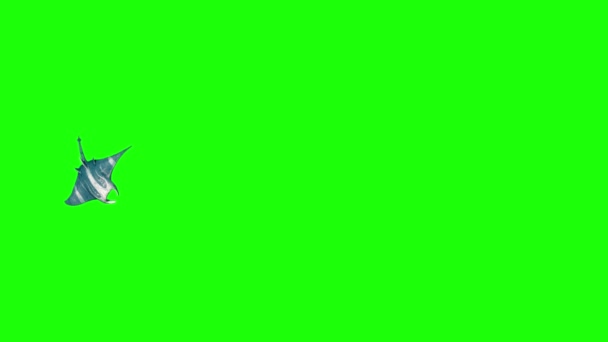 Manta Ray Swim Zielony Ekran Renderowania Animacji — Wideo stockowe