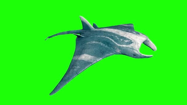 Manta Ray Fast Swim Loop Tela Verde Renderização Animação Videoclipe
