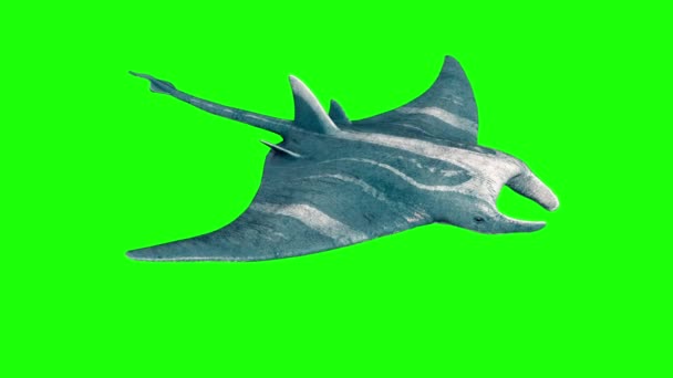 Manta Ray Swim Loop Tela Verde Renderização Animação — Vídeo de Stock
