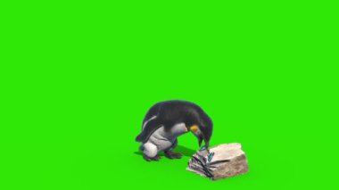 Penguen Yeşil Ekran Önünü Yiyor 3B Canlandırma 4K