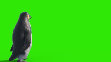 Penguen Yeşil Ekranda Geri Yürüyor 3B Canlandırma 4K