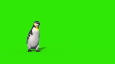 Penguen Yeşil Ekran Önünde Yürüyor 3B Canlandırma 4K