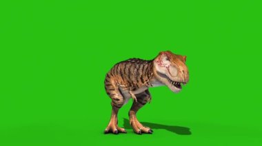 Kızgın T-Rex Boşta Yeşil Ekran Öndeki Döngü 3D Dinozorlar Canlandırılıyor