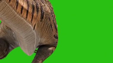 Kızgın T-Rex Yeşil Ekran Arkasında Yürüyor 3D Canlandırıcı Dinozorlar
