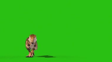 Kızgın T-Rex Yeşil Ekran Önünde Yürüyor 3 boyutlu Dinozorları Canlandırıyor