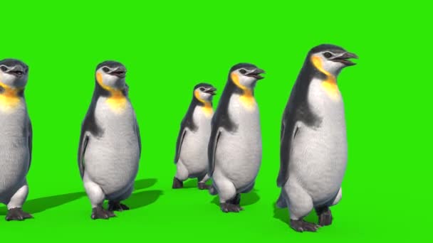 Grupp Pingviner Promenader Grön Skärm Front Rendering Animation — Stockvideo